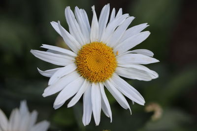 Close-up of white daisy