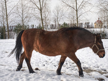 Horse feeding in fresh snow. sunnny winter day in farmland.