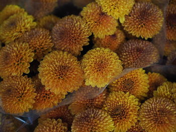 Full frame shot of yellow flowers for sale