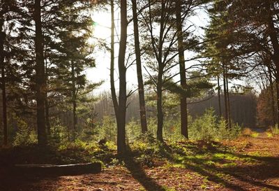 Trees in forest