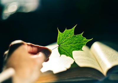 Close-up of cropped hand holding leaf by book