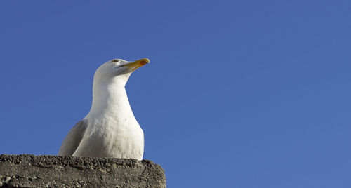 Low angle view of seagull against clear blue sky