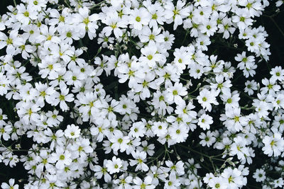 High angle view of white flowering plants