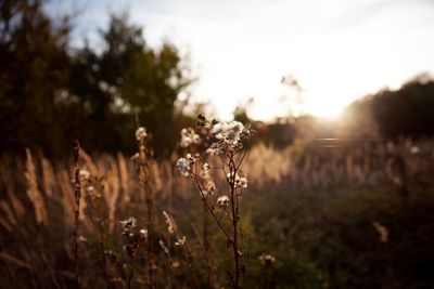 Close-up of flowering plants on field against sky