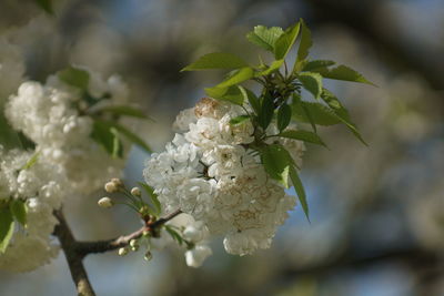 Close-up of white cherry blossom tree