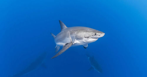 Close-up of fish swimming in sea