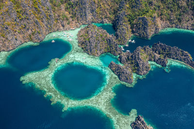 High angle view of coral in sea