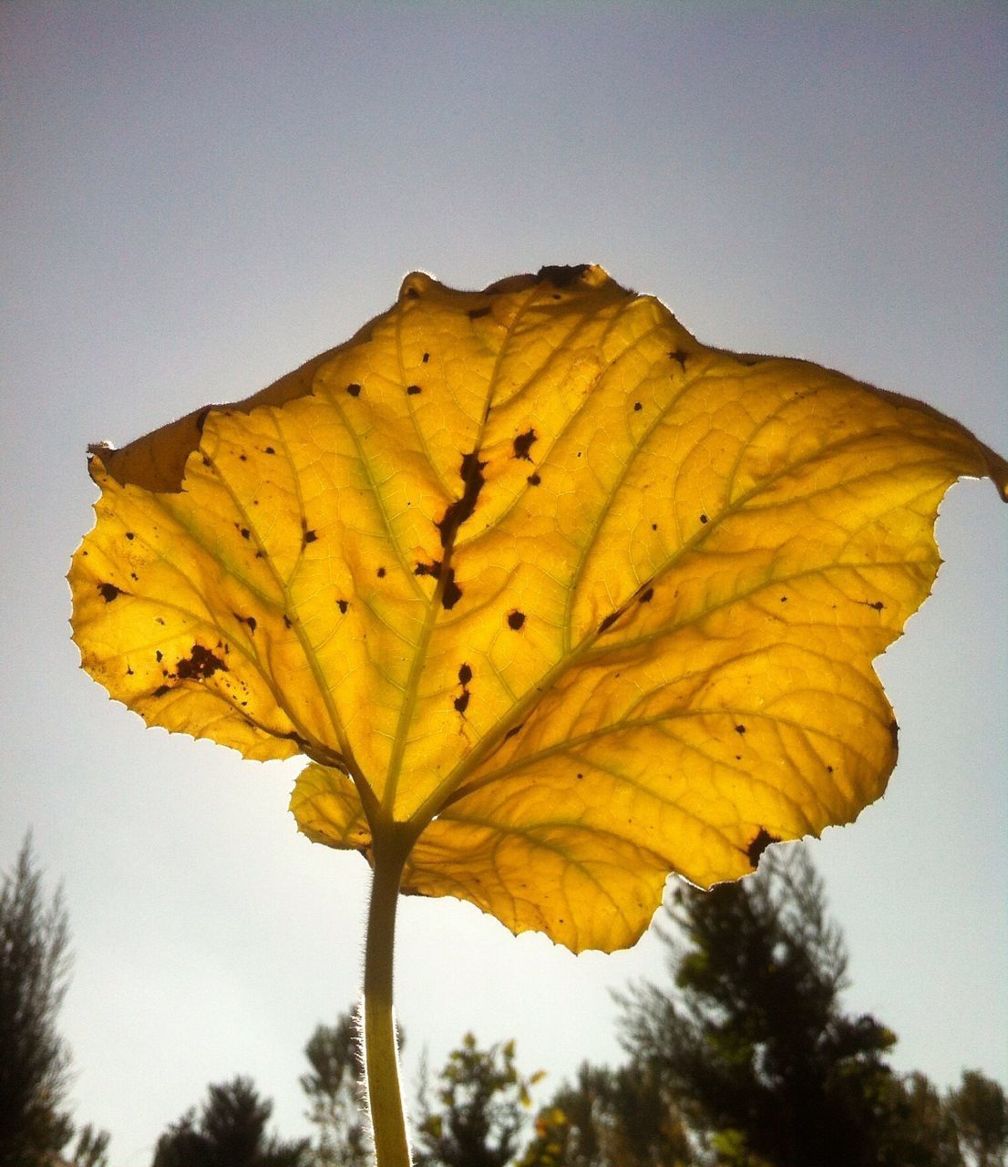 yellow, low angle view, clear sky, season, beauty in nature, nature, leaf, fragility, autumn, close-up, growth, leaf vein, orange color, flower, change, sky, sunlight, tranquility, focus on foreground, day