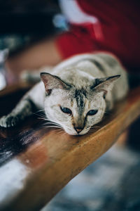 Close-up of a cat