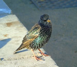 Close-up of bird perching outdoors