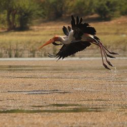 Stork flying