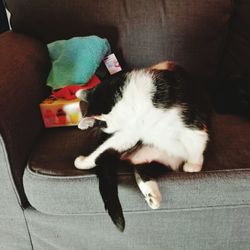Cat lying on blanket
