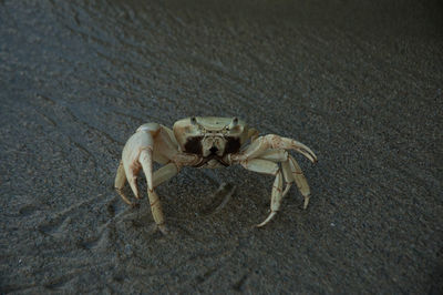 View of horse on beach