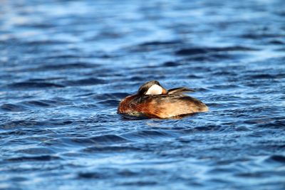 Close up of a grebe bird. sleeping, floating on water.