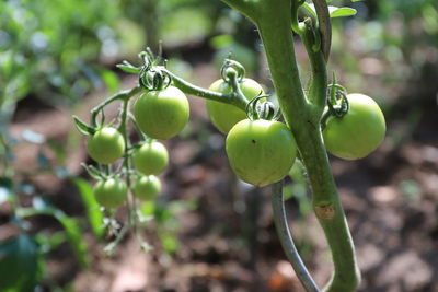 Close-up of fruit growing on tree