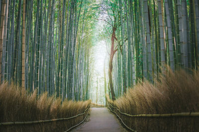 Footpath amidst bamboo trees