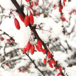 Close-up of red berries on tree