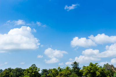 Low angle view of trees against blue sky