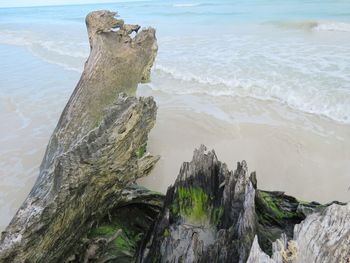 Driftwood on beach