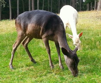 Horse on grassy field