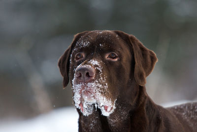 Close-up portrait of a dog