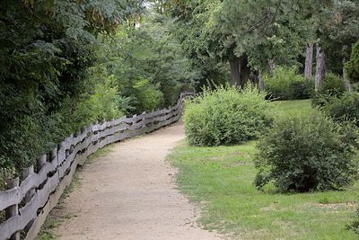 Footpath amidst trees in forest