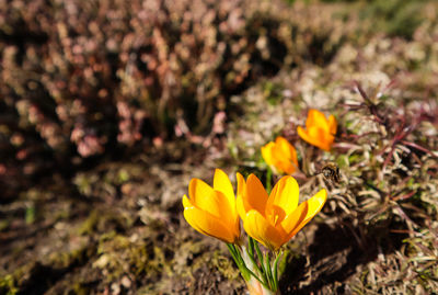 Close-up of yellow crocus flower on field