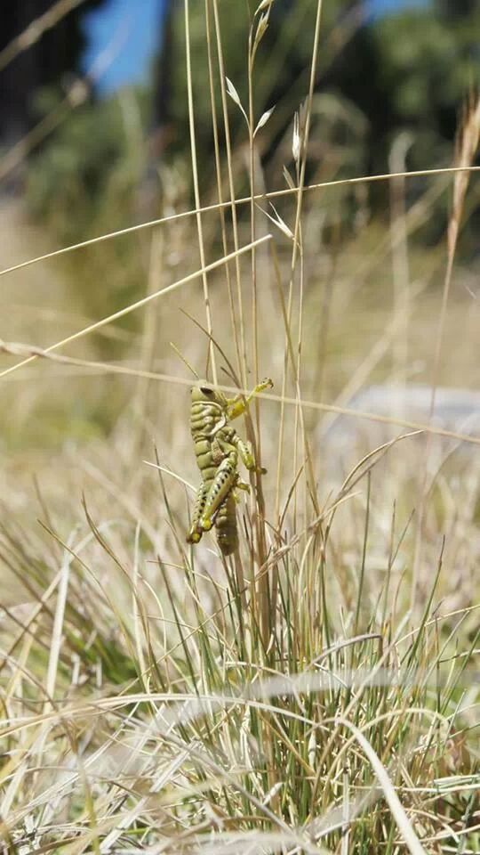 animal themes, one animal, animals in the wild, wildlife, insect, plant, spider web, focus on foreground, grass, close-up, nature, selective focus, outdoors, day, field, no people, spider, full length, perching, growth