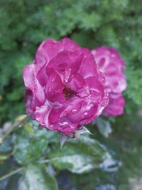 Close-up of pink rose