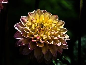 Close-up of yellow flower blooming outdoors