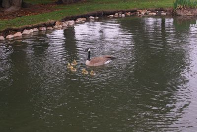 High angle view of ducks swimming in water