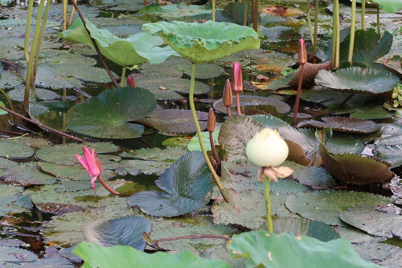 CLOSE-UP OF WATER LILY IN LAKE