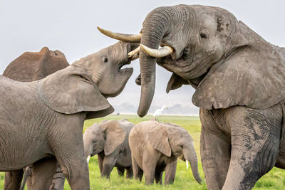Herd of elephants in africa walking through the grass in tarangire national park