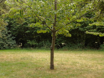 Trees on field