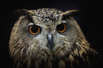 Close-up portrait of owl against black background