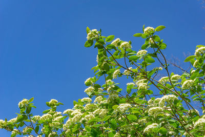 Low angle view of flowering plants against clear blue sky