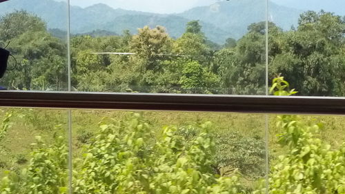 Trees growing on field seen through glass window