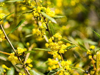 Close-up of yellow flowers