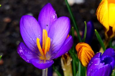 Close-up of purple crocus flower