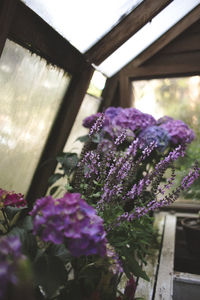 Close-up of purple flowers window