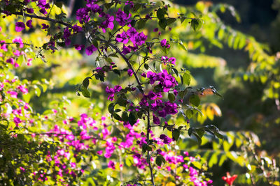 Bee pollinating on purple flower