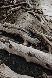 High angle view of driftwood on tree trunk