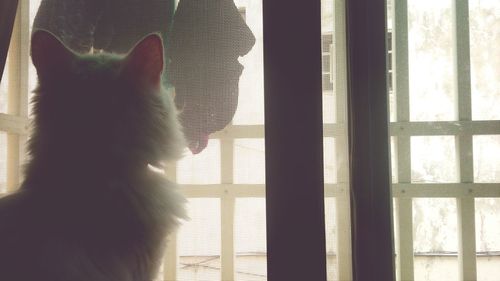 Cat looking through window