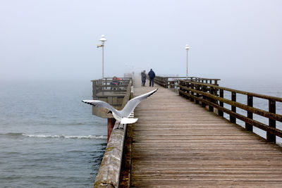 Seagull on pier over sea against clear sky
