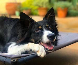 Close-up of dog looking away