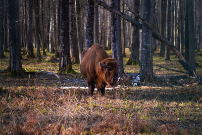 Lion in a forest