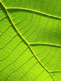 Full frame shot of green leaves