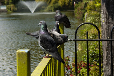 Birds perching on railing