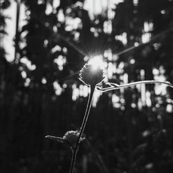 Close-up of dandelion flower