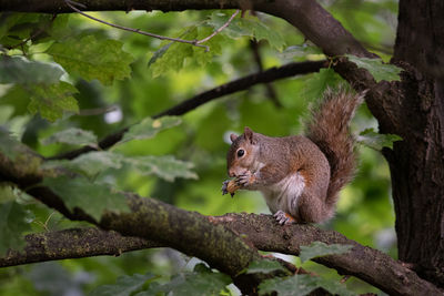 Squirrel sitting on tree